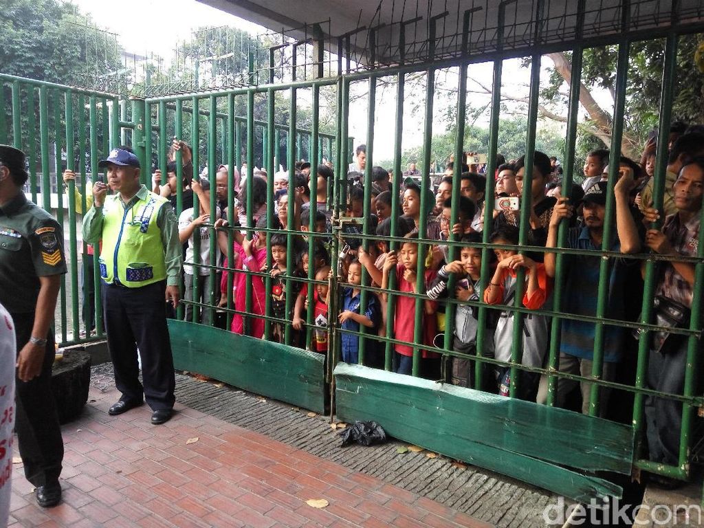Ke Istiqlal, Warga Berharap Daging Kurban hingga Lihat Sapi Jokowi